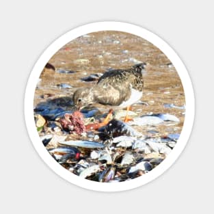 Sandpiper bird feeding from a red seaweed Sticker